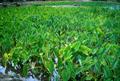 Colocasia esculenta